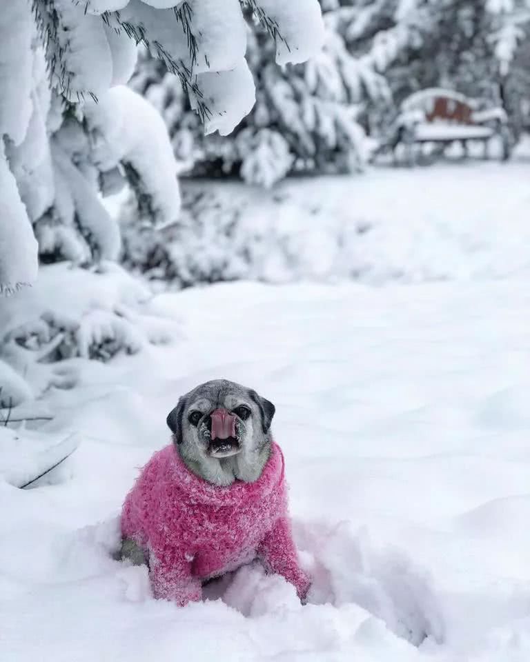 不同品种狗狗看到下雪的反应哈哈哈哈