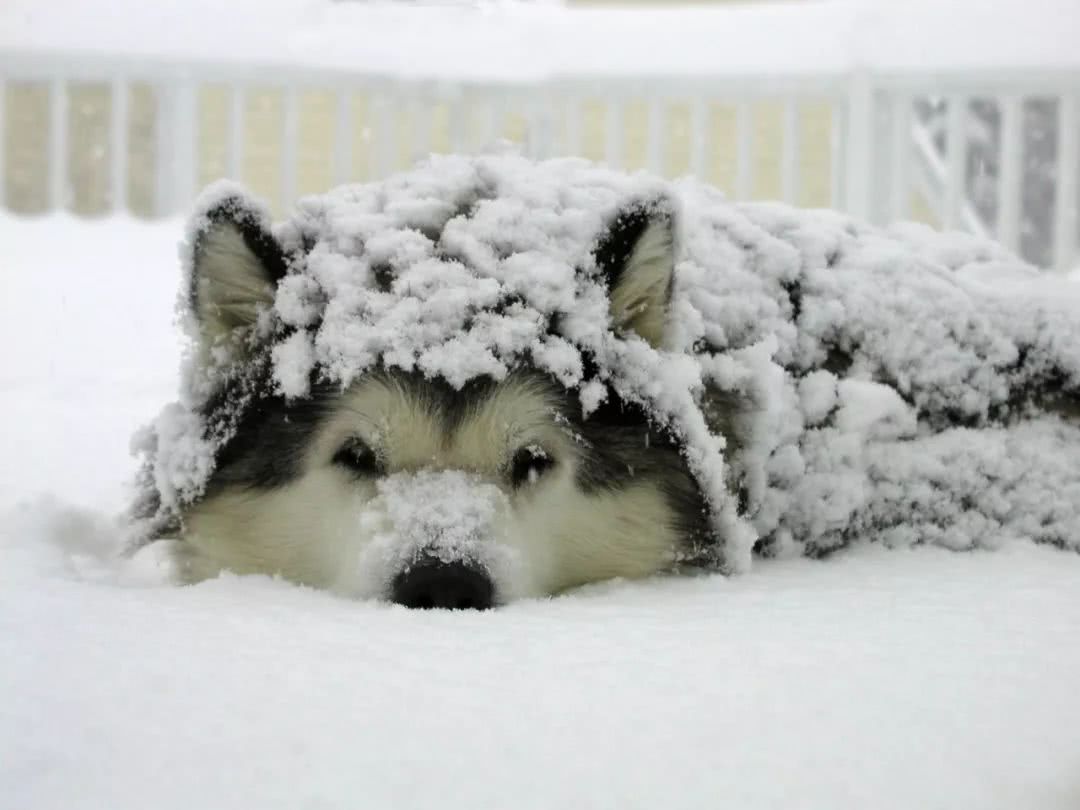 不同品种狗狗看到下雪的反应哈哈哈哈