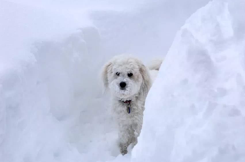 不同品种狗狗看到下雪的反应哈哈哈哈