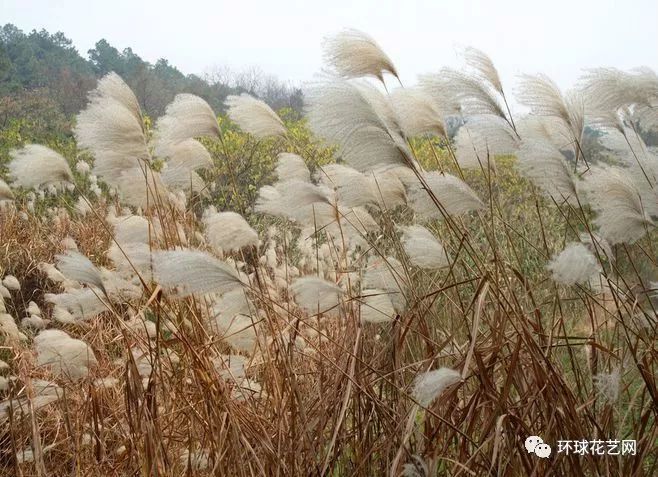 芦什么成语_成语故事图片(2)