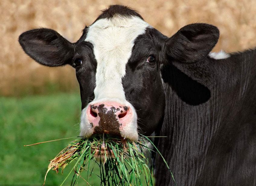 健康的牛群每时每刻都有50%牛在反刍