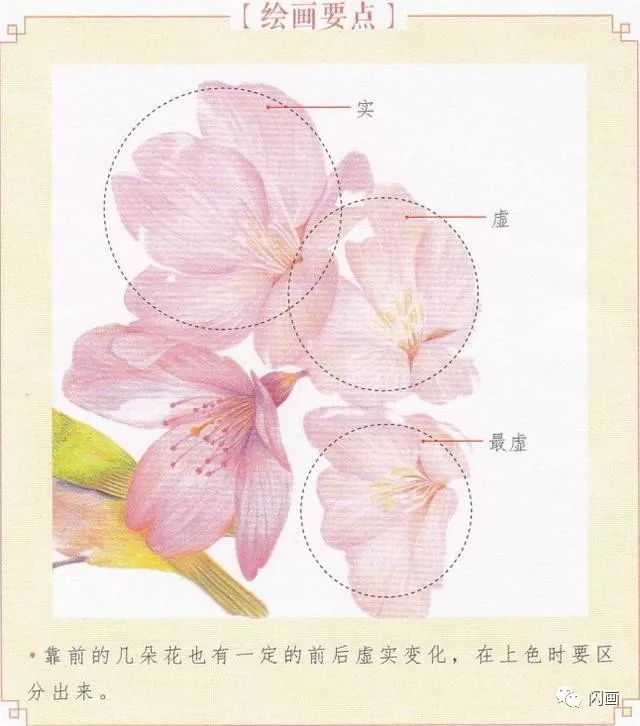 彩铅画线描填色,绣眼鸟与樱花的绘制教程