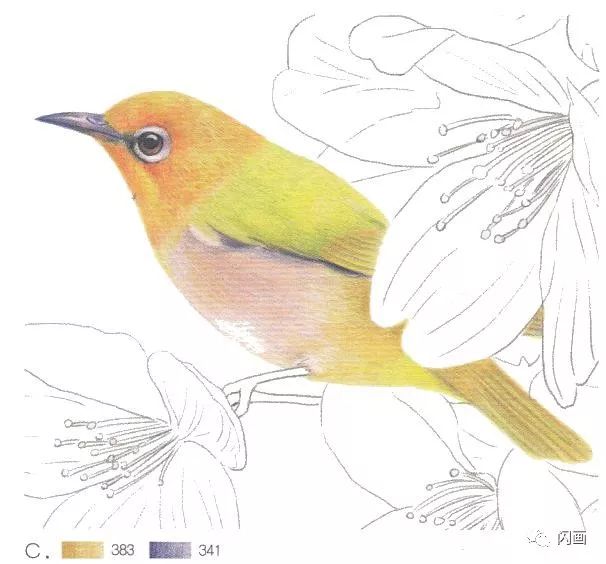 彩铅画线描填色绣眼鸟与樱花的绘制教程