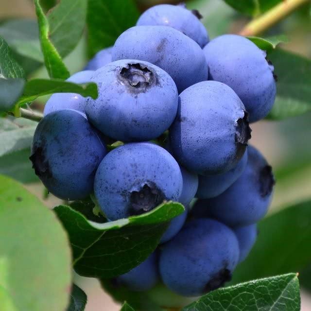 走进蓝莓,令人垂涎的蓝莓,到底有什么营养价值