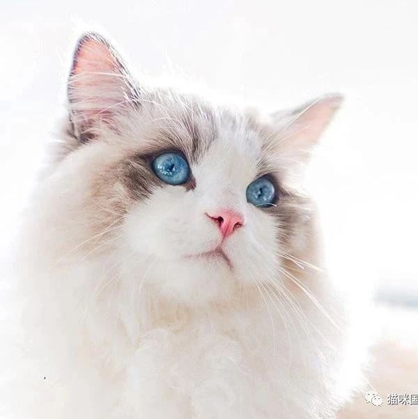 这只布偶猫的眼睛好漂亮,宛如满天星辰