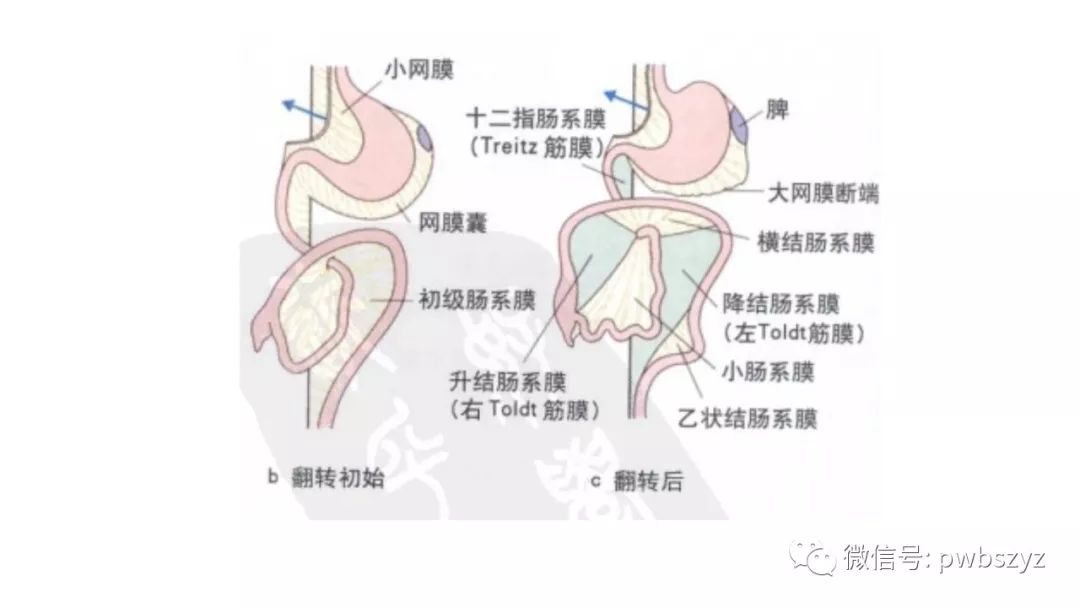 中肠和后肠的形成↓ii胃的膜解剖要从胚胎发育的第5-6周开始谈起:↓ii