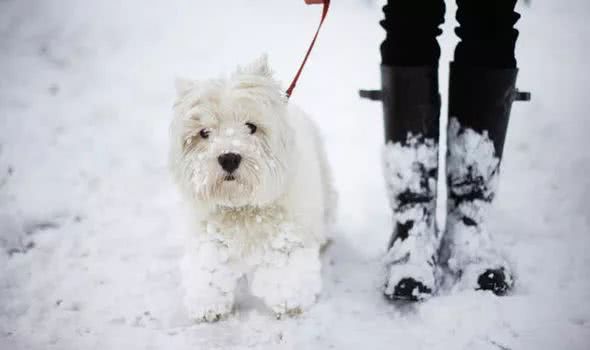 不同品种狗狗看到下雪的反应哈哈哈哈