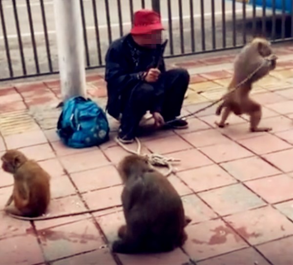 大爷街头耍猴"玩刺激 吓坏过往路人_猴子