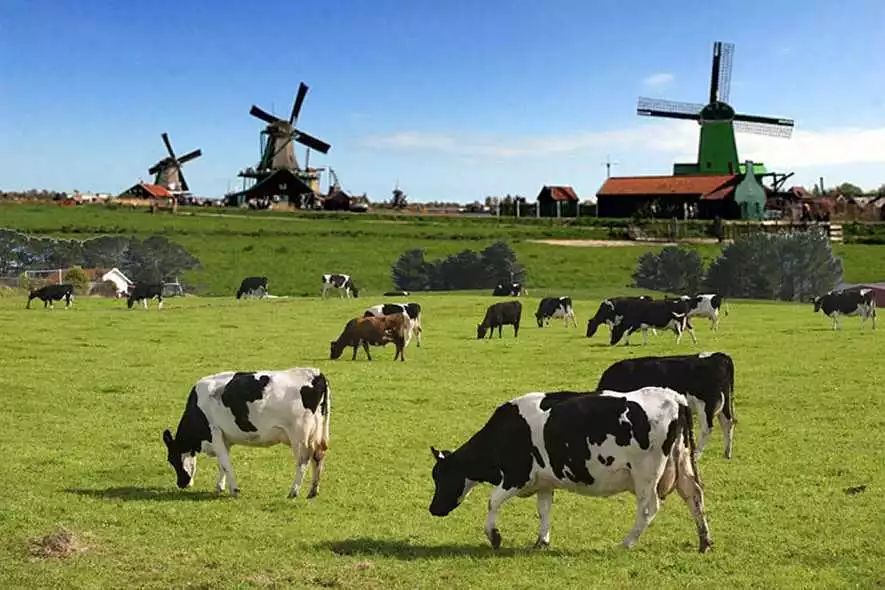 开团啦: 好牛奶,有时离您并不远——荷兰vecozuivel(乐荷)有机牛奶