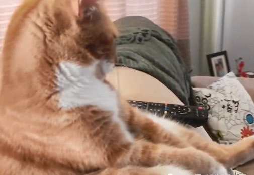 橘貓獨自坐沙發看電視，鏡頭轉到它正面後，主人：表情跟誰學的？ 萌寵 第3張