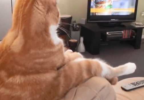 橘貓獨自坐沙發看電視，鏡頭轉到它正面後，主人：表情跟誰學的？ 萌寵 第2張
