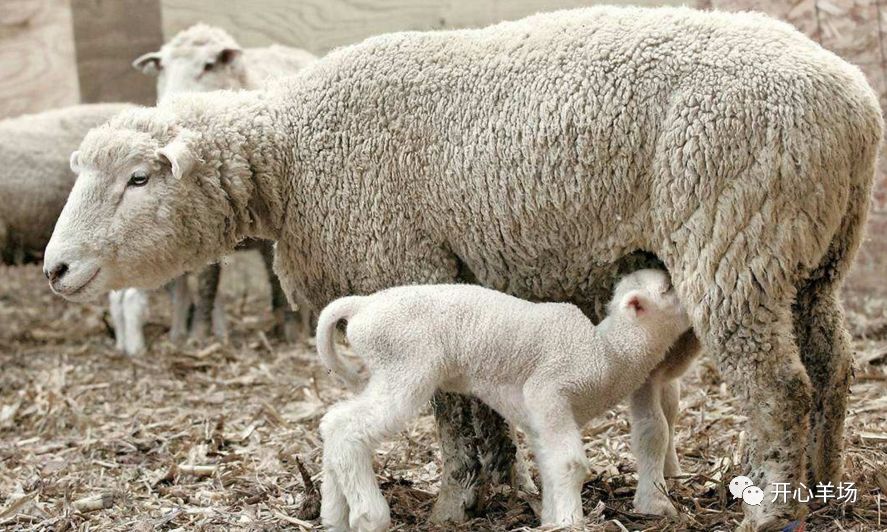干货| 繁殖母羊的助产与羔羊的护理方法