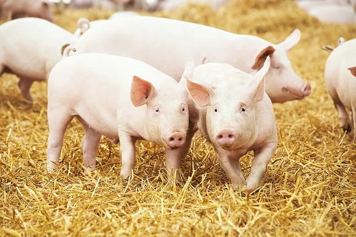 阿里養豬，騰訊種瓜，這幾年互聯網公司也玩「開心農場」 科技 第16張