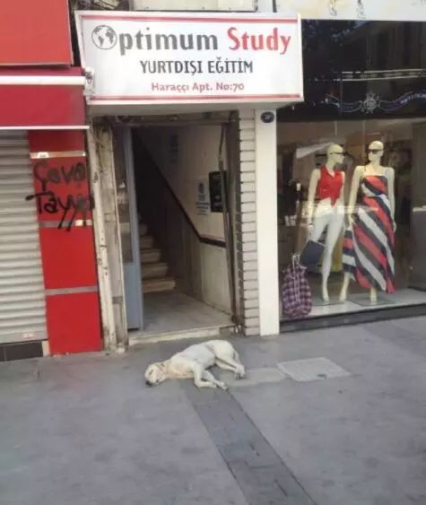 网友在土耳其旅游，“那里的流浪狗，见人就躺下求摸摸！”