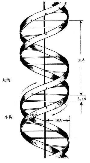 dna双螺旋结构(b型)模型