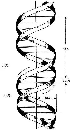 dna的双螺旋结构_沃森克里克dna双螺旋结构