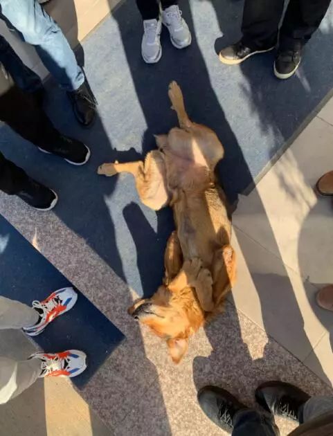 网友在土耳其旅游，“那里的流浪狗，见人就躺下求摸摸！”