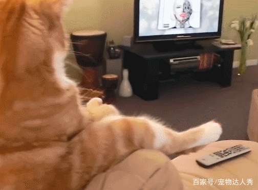 橘貓獨自坐沙發看電視，鏡頭轉到它正面後，主人：表情跟誰學的？ 萌寵 第4張