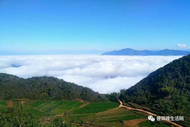 普洱大芦山连续十一年网红的秘密,百分之百的人都想知道