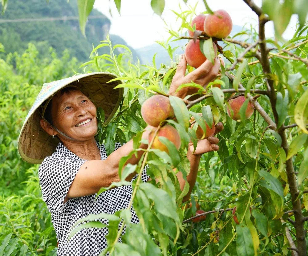 万山以产业兴旺助推乡村振兴