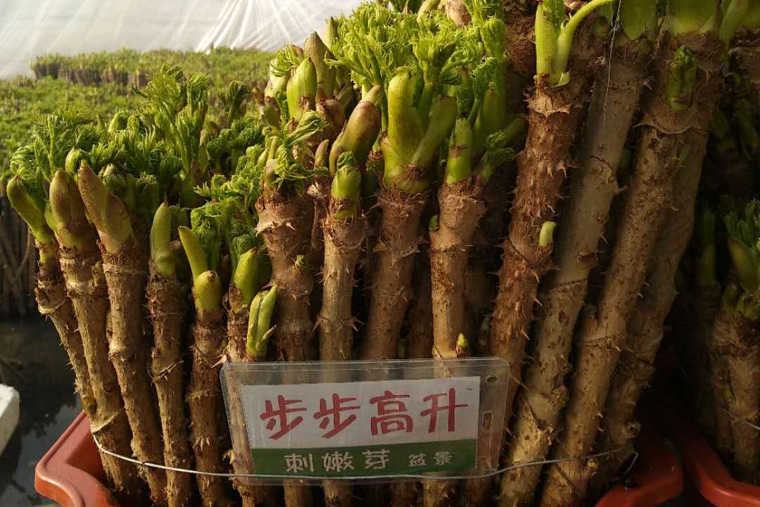 桦甸山野菜大王李树林扮刺嫩芽为盆景反季卖