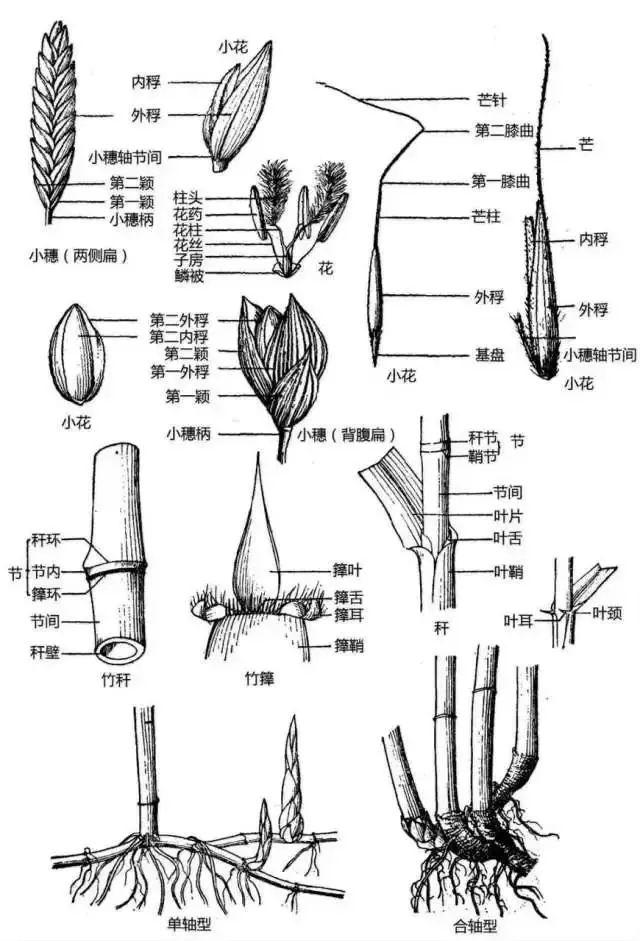 花 禾本科