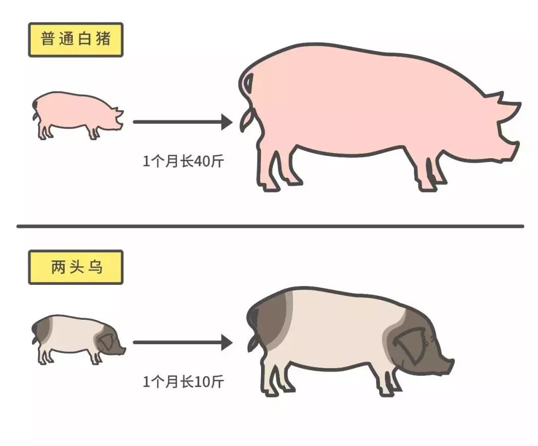 产品频道-河南宏展畜牧科技有限公司-搜猪网