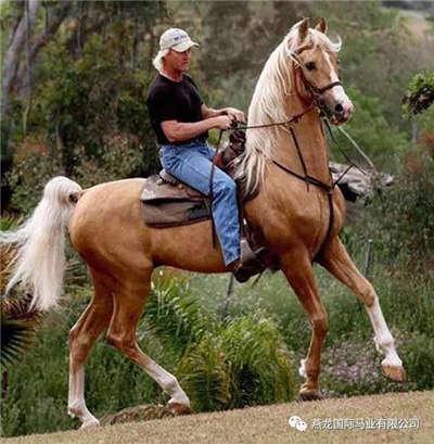 可能是世界上骑起来最舒服的马种马