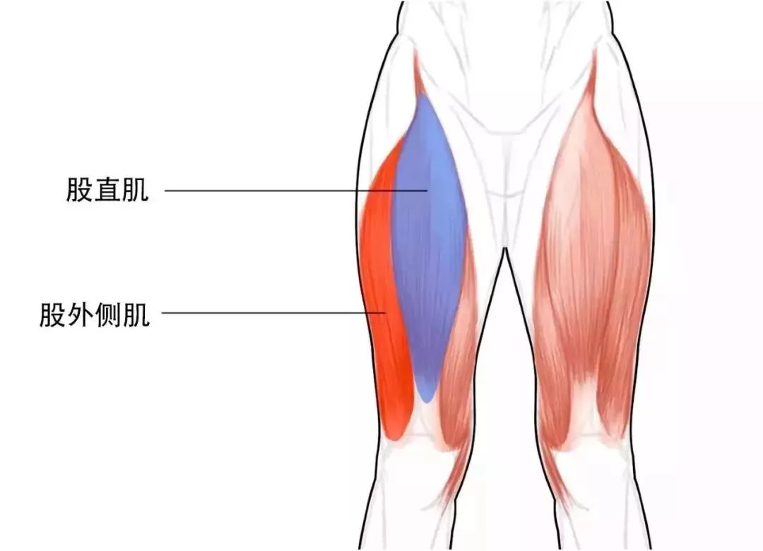 大腿外侧肌群主要包括 股直肌和股外侧肌(主要部分) 这些部位过于