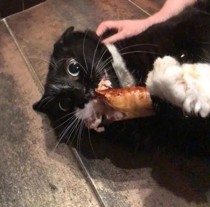 黑猫偷吃香肠被抓现行后,这个表情太搞笑了.