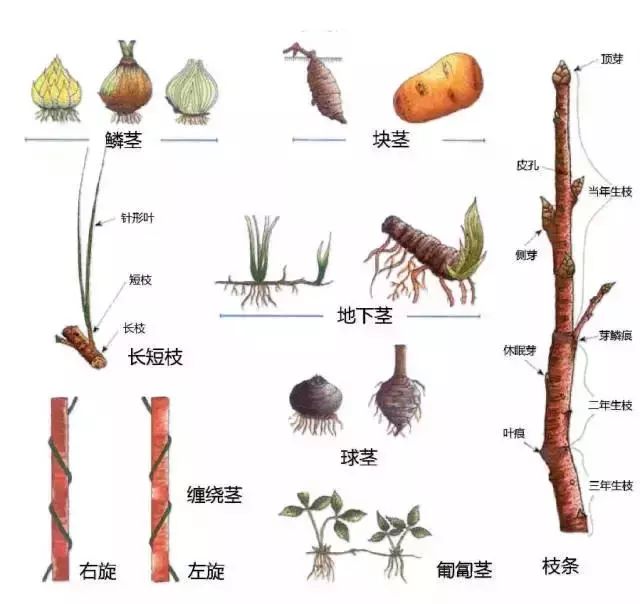 变态叶↓ b 识花 c 辨果 d 芽,茎,根等 赞是一种鼓励 | 分享 "花痴们