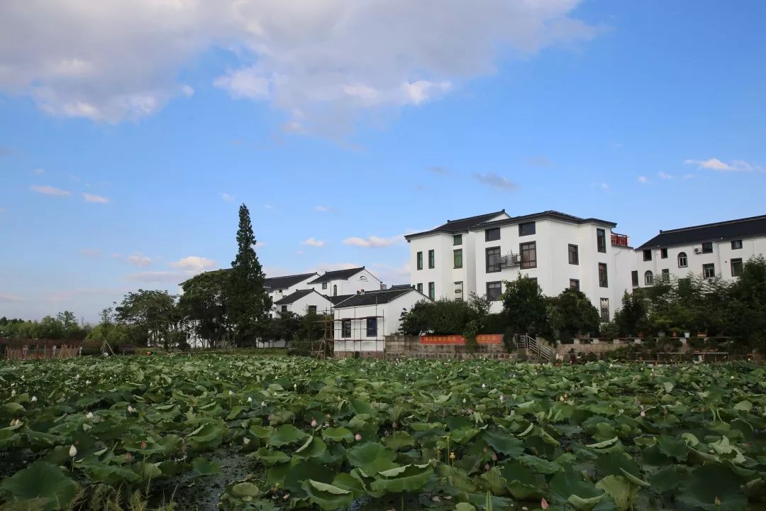 以"水韵江南畔,幸福塘栖村"为品牌,打造水乡,米塑,农耕,枇杷产业文化.