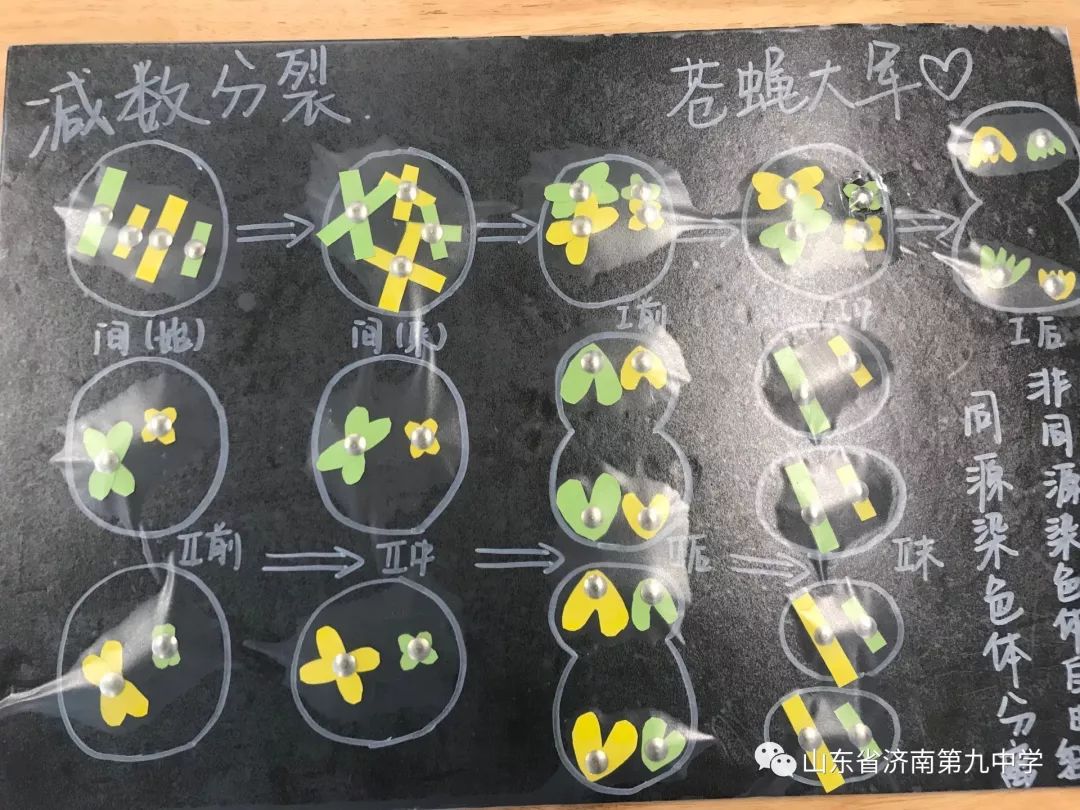 学科竞赛济南九中生物组举行细胞分裂模型制作大赛