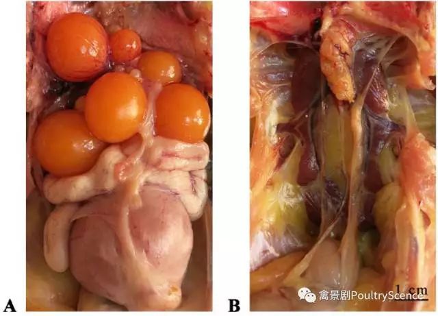 【知识】禽传染性支气管炎病毒对鸡生殖系统的影响_输卵管