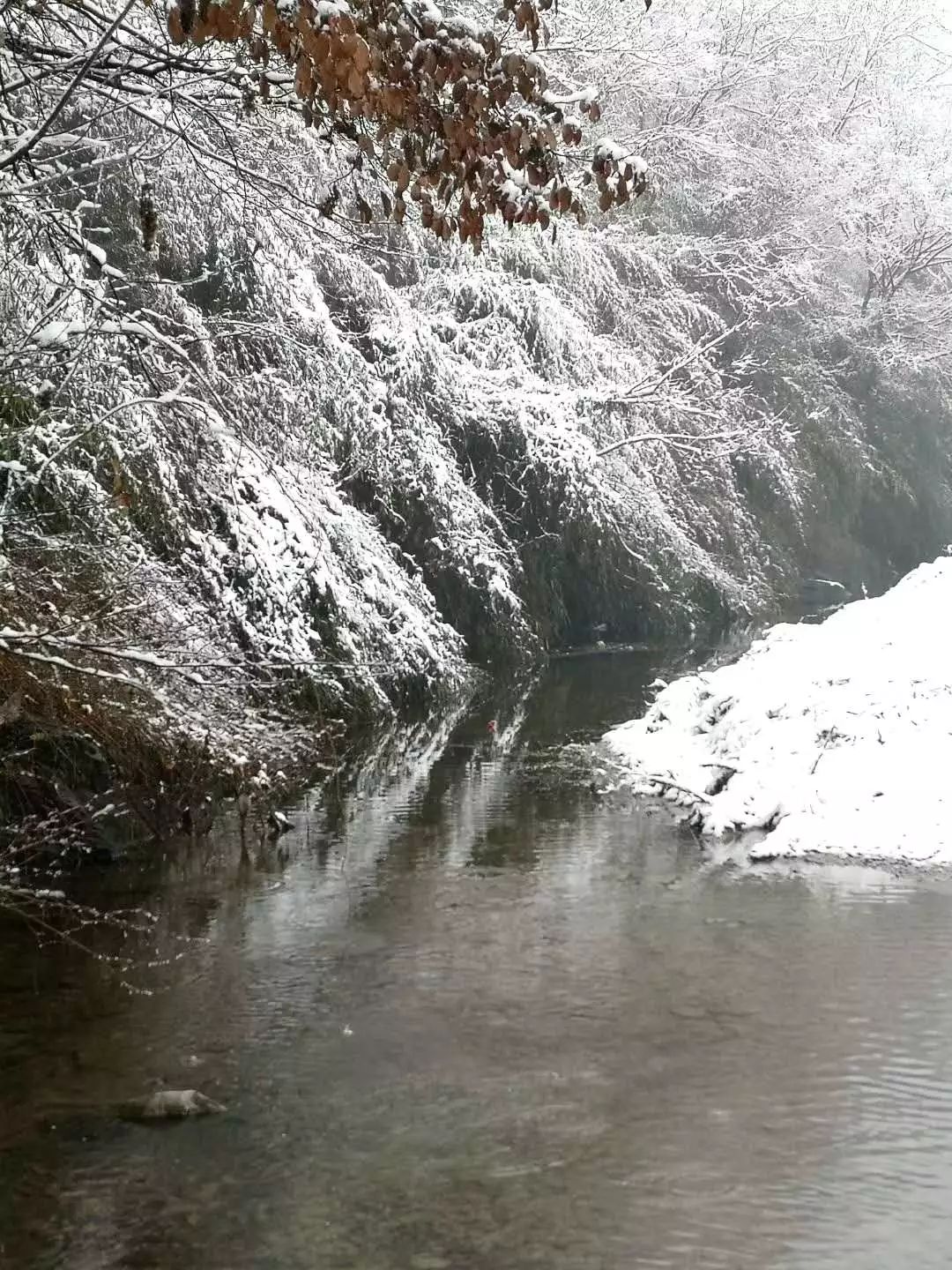 曾都,随县,广水…2019年初雪下了!超美雪景照不能不看!