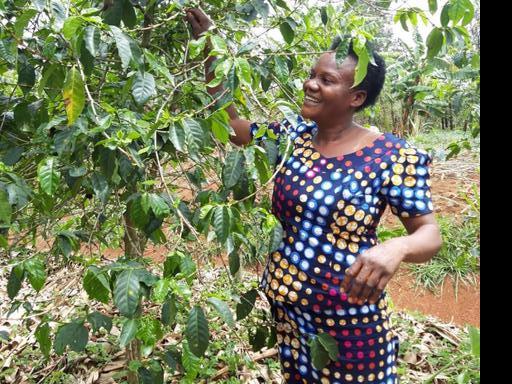 卢旺达咖啡农民