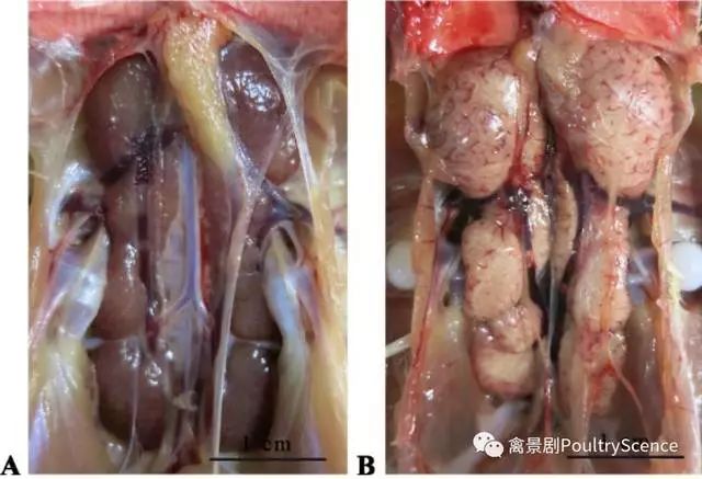 【知识】禽传染性支气管炎病毒对鸡生殖系统的影响_输卵管