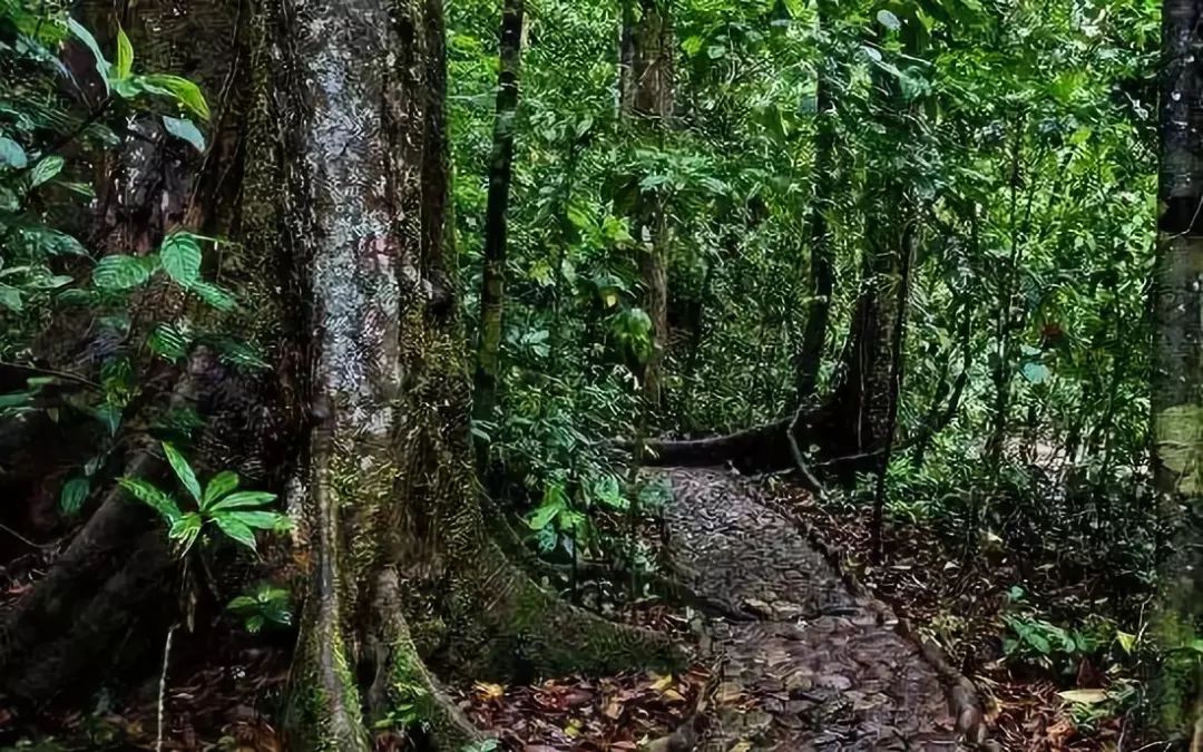 隐藏在雨林的超多玩法 简直是天然的游乐场 西双版纳的热带雨林可以说