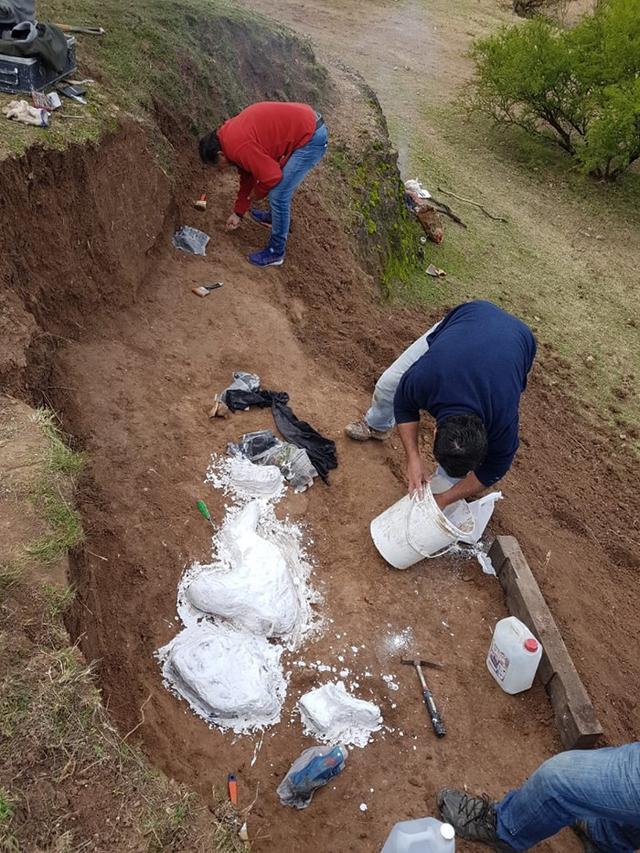 阿根廷发现史前鹿化石，完整率达7成