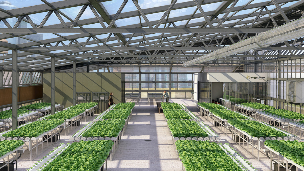 荷兰高科技温室农业模式探究,这才是人家种植