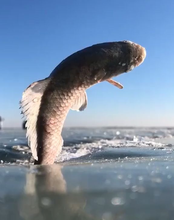 结冰时鱼会被冻住吗?一组真实照片,让人感慨大自然的