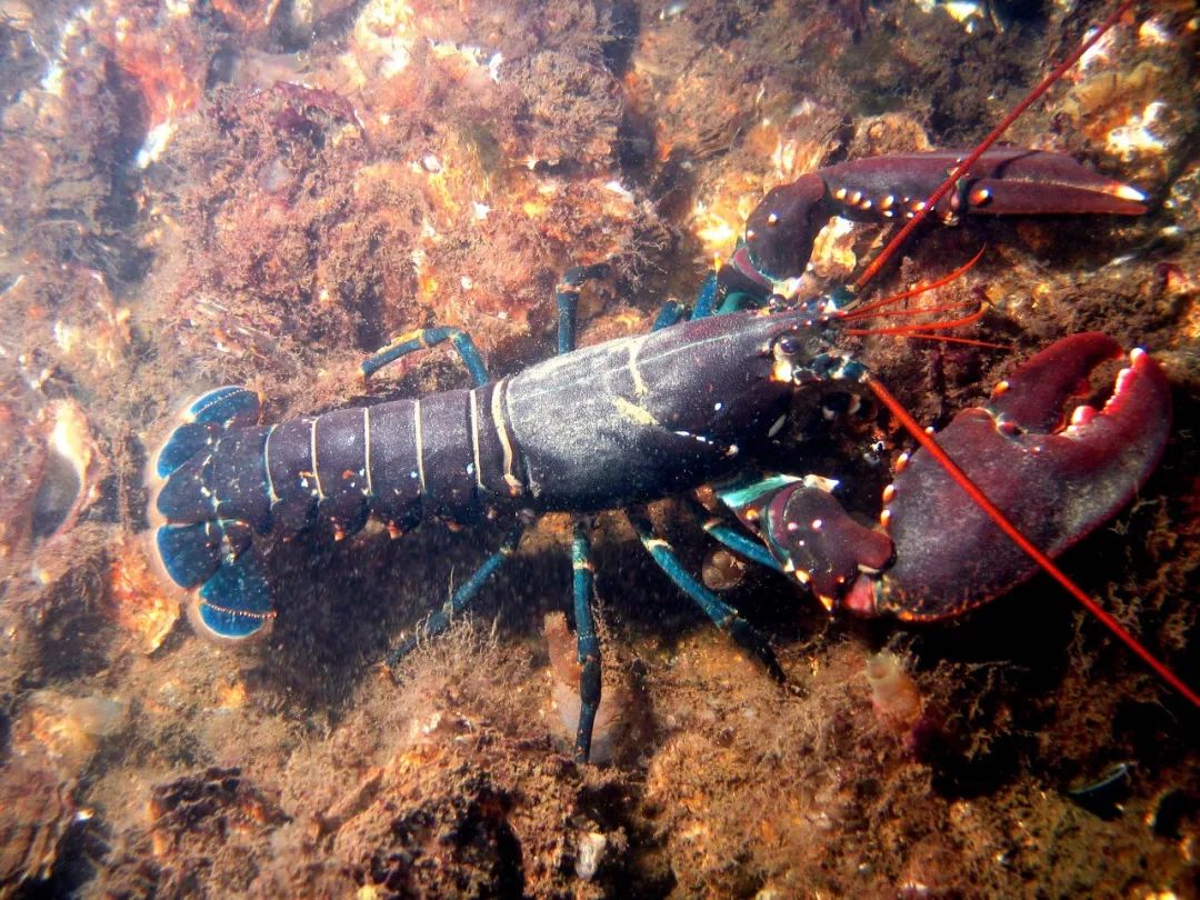 关于龙虾在海底是"爬"还是"游"的问题,法国和巴西的学者们都发了不少