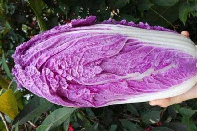 农村"紫色白菜,市场价卖到15元一斤,购买还需要预定