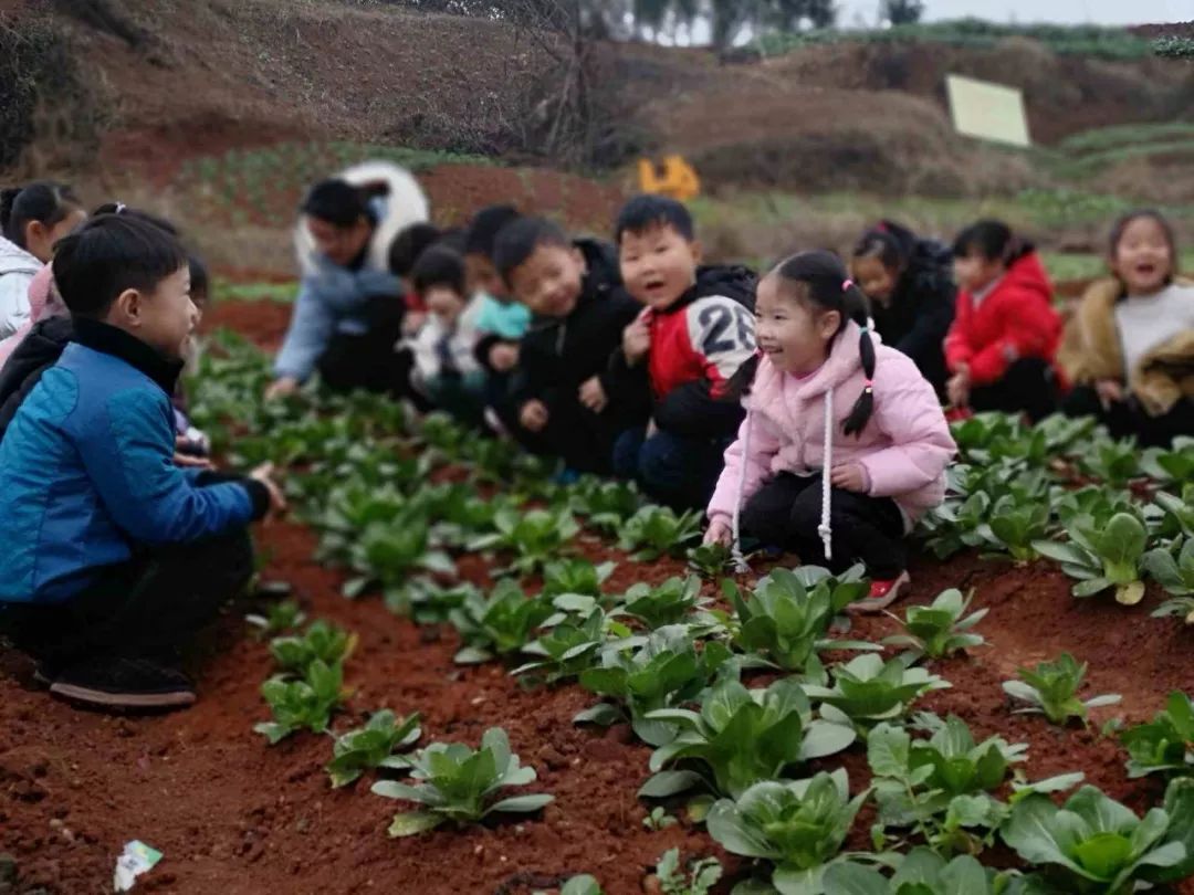 芜湖这所幼儿园种青菜玉米西瓜.几十垄菜地让孩子亲手播种!