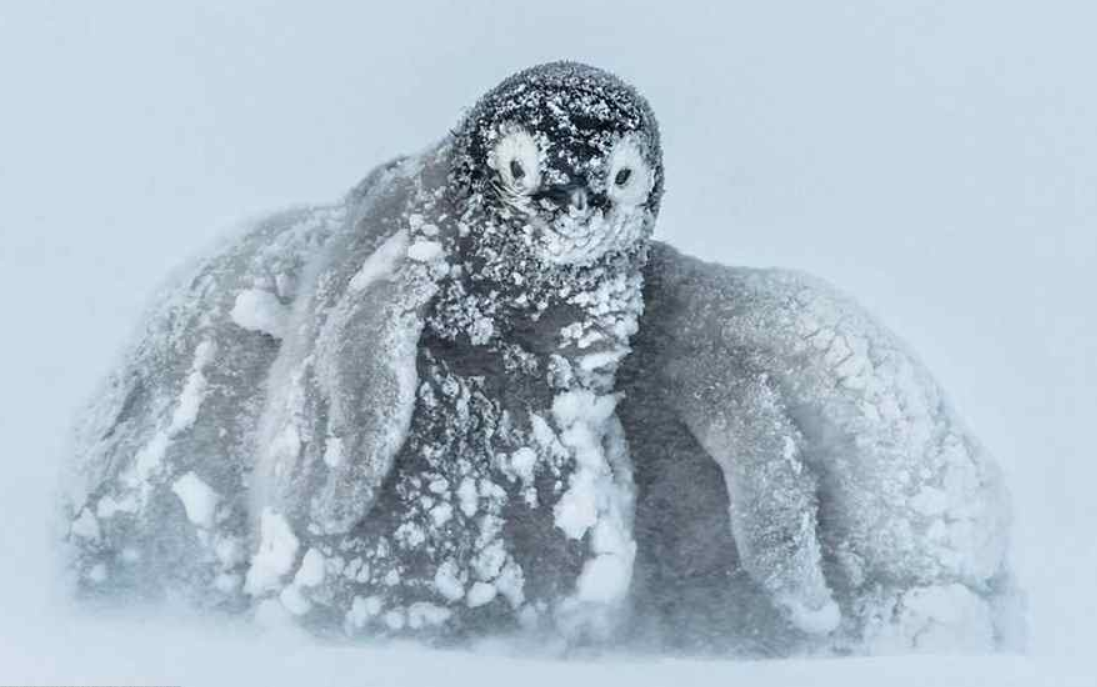 暴雪什么成语_成语故事图片(2)