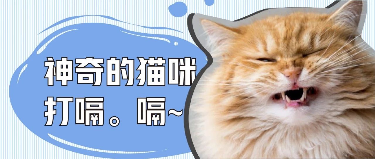 猫咪打嗝又萌又好笑?警惕!这可能是它身体异常的信号