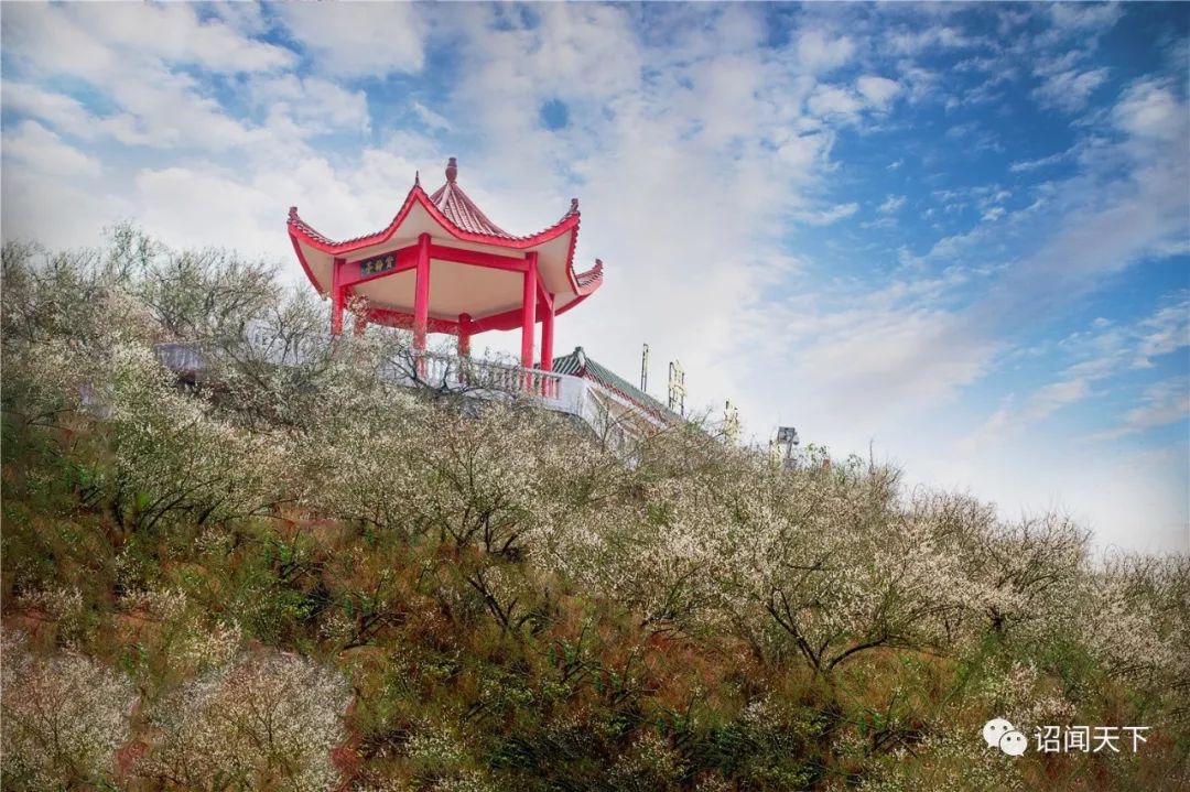 花都开好了,我在诏安,你来吗?_梅花