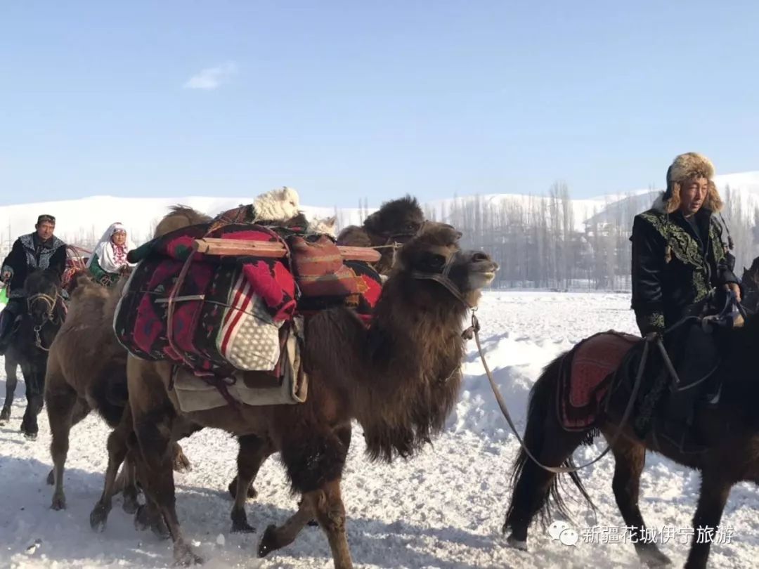 阿勒玛,离城市最近的雪原牧歌