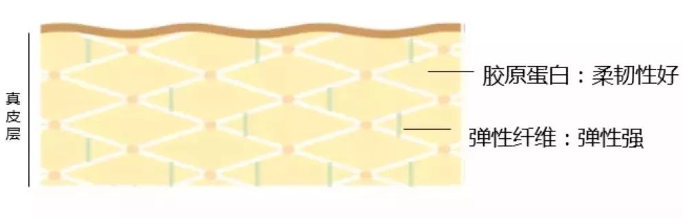 皮肤年轻的最重要因素就是真皮层中的「胶原蛋白纤维」和「弹性纤维」