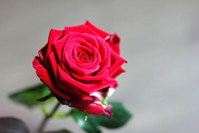 心理测试:哪一朵玫瑰更美丽,测试另一半是不是真的在乎你?